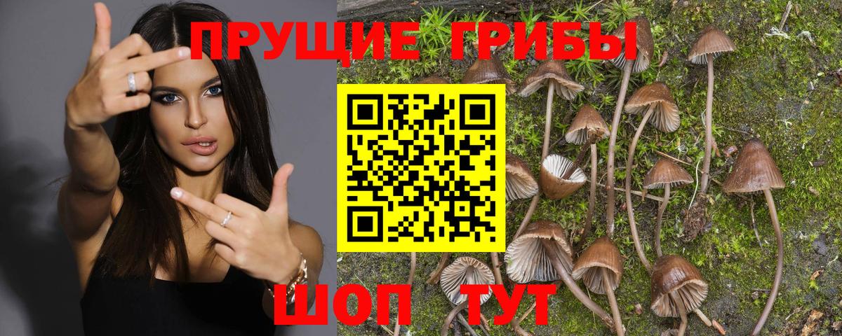 Россошь  Галлюциногенные грибы Psilocybe  Вход с VPN 